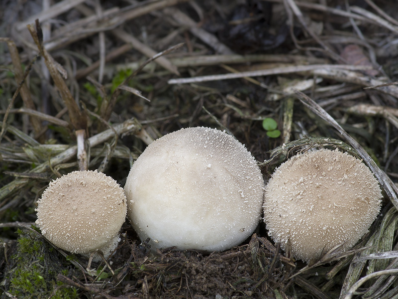 Lycoperdon lividum